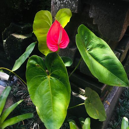 Tungeh Inn Ubud  Bagian luar foto