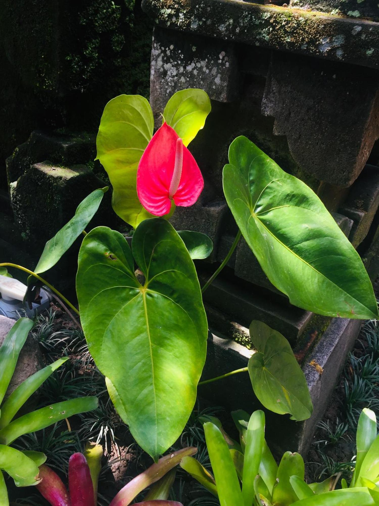 Tungeh Inn Ubud  Bagian luar foto